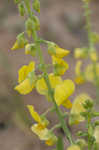 Showy rattlebox